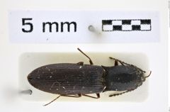 Foto (Dorsalansicht) von Corymbitodes epipedus (Gurjeva, 1985) (NHMW-ZOO-COL-0008316)